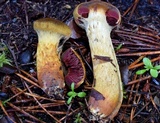 Cortinarius smithii image