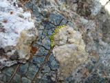 Pleopsidium flavum image