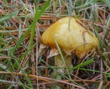 Suillus americanus image