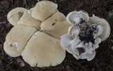 Leucopaxillus albissimus image