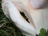 Lactarius pubescens var. betulae image