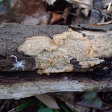 Phlebia radiata image