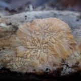 Phlebia radiata image