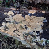 Phlebia radiata image