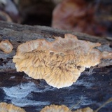 Phlebia radiata image