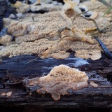Phlebia radiata image