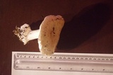 Amanita silvicola image