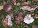 Leccinum cyaneobasileucum image