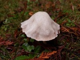 Alboleptonia adnatifolia image