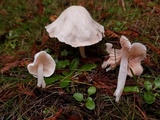 Alboleptonia adnatifolia image