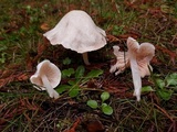 Alboleptonia adnatifolia image