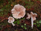 Alboleptonia adnatifolia image