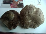 Agaricus cupreobrunneus image