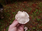 Alboleptonia adnatifolia image