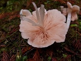 Alboleptonia adnatifolia image
