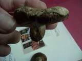 Agaricus cupreobrunneus image