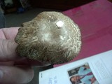 Agaricus cupreobrunneus image