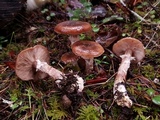 Armillaria solidipes image