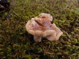 Russula cerolens image