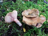Lactarius rubescens image