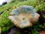 Lactarius rubescens image