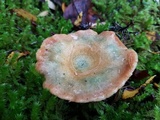 Lactarius rubescens image