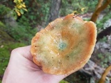 Lactarius rubescens image