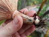 Lactarius rubescens image