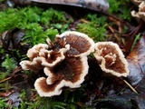 Phellodon tomentosus image
