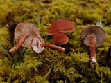 Cystodermella cinnabarina image