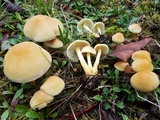 Hypholoma capnoides image