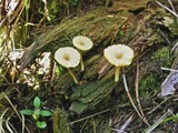 Lichenomphalia umbellifera image