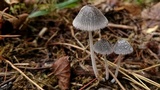 Coprinopsis phlyctidospora image