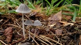 Coprinopsis phlyctidospora image