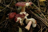 Russula subrubens image