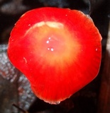 Hygrocybe hypohaemacta image