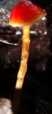 Hygrocybe hypohaemacta image