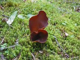 Otidea auricula image