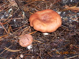 Lactarius rufus image