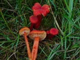 Hygrocybe miniata image