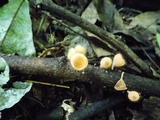 Cookeina tricholoma image