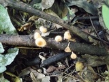 Cookeina tricholoma image