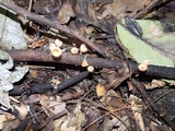 Cookeina tricholoma image