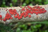 Peniophora rufa image
