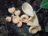 Cookeina tricholoma image