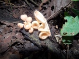 Cookeina tricholoma image