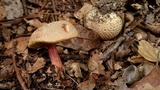 Boletus chrysenteron image