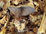 Cortinarius glaucopus image