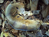 Cortinarius glaucopus image