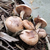 Hebeloma excedens image